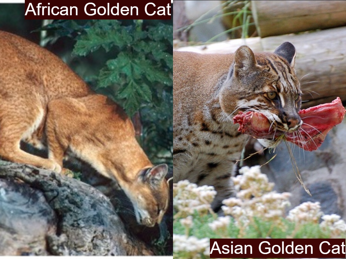 African Golden Cat vs Asian Golden Cat Behavior and Diet
